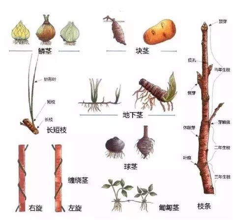 地下莖植物有哪些|地下茎